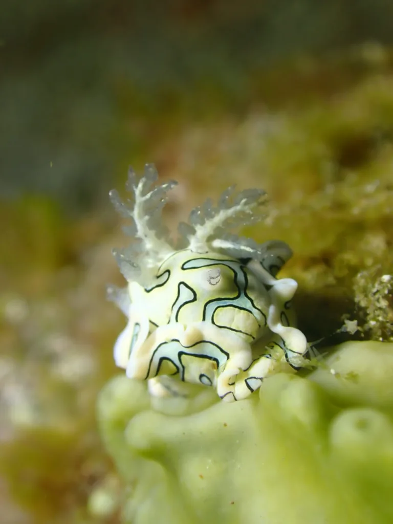 Sagaminopteron psychedelicum