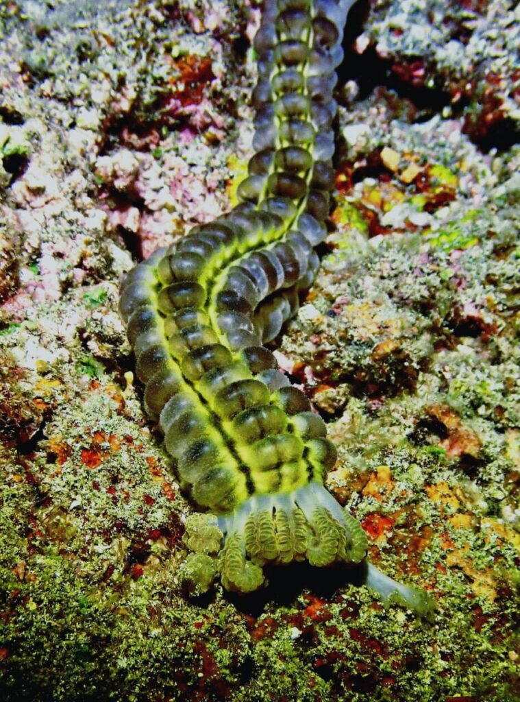 créateur de sable et nettoyeur du lagon