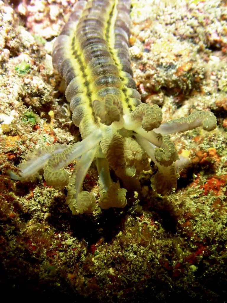 Plongez à la recherche des cordons mauresques à Saint-Leu