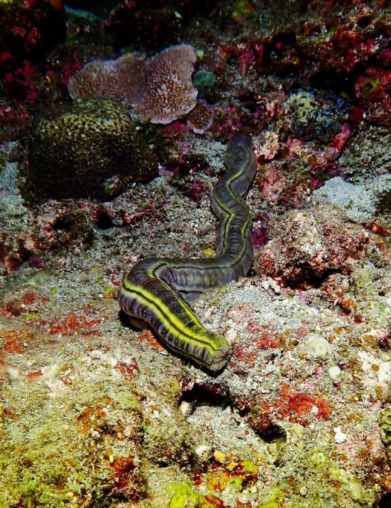 créateur de sable et nettoyeur du lagon